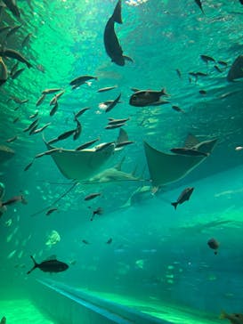 マクセル アクアパーク品川に投稿された画像（2025/8/6）