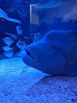 マクセル アクアパーク品川に投稿された画像（2025/8/6）