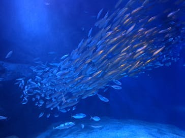 マクセル アクアパーク品川に投稿された画像（2025/8/6）