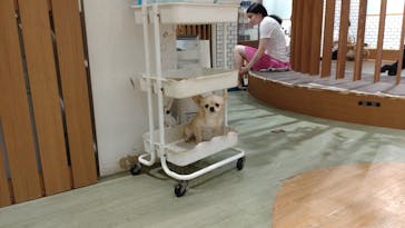 いぬカフェRio 新宿店に投稿された画像（2025/8/6）