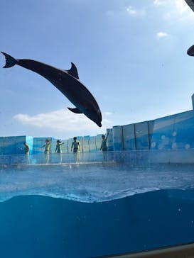 新江ノ島水族館に投稿された画像（2025/8/6）