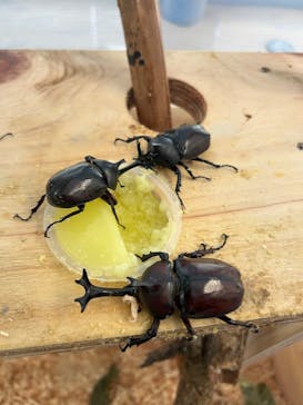 やまぐちフラワーランドに投稿された画像（2025/8/6）