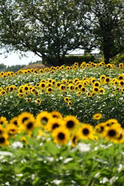 やまぐちフラワーランドに投稿された画像（2025/8/6）