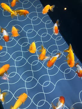 すみだ水族館に投稿された画像（2025/8/6）