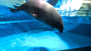 サンシャイン水族館に投稿された画像（2025/8/6）