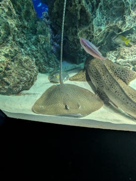 サンシャイン水族館に投稿された画像（2025/8/6）