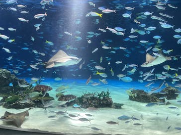 サンシャイン水族館に投稿された画像（2025/8/6）