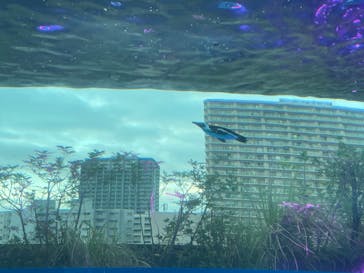 サンシャイン水族館に投稿された画像（2025/8/6）