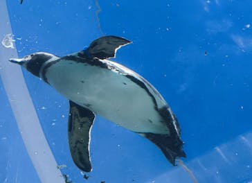 越前松島水族館に投稿された画像（2025/8/6）