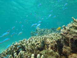 コズミックアースに投稿された画像（2025/8/6）