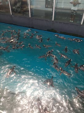 上越市立水族博物館 うみがたりに投稿された画像（2025/8/6）