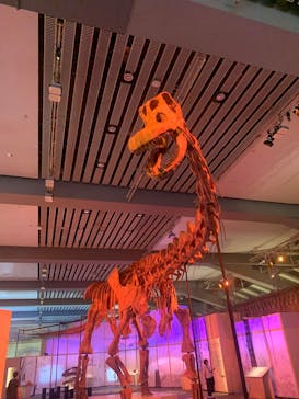 巨大恐竜展2025に投稿された画像（2025/8/6）