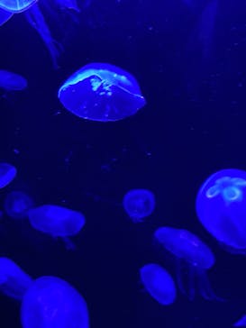 AOAO SAPPOROに投稿された画像（2025/8/6）