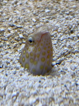 AOAO SAPPOROに投稿された画像（2025/8/6）