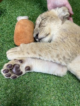 秋吉台自然動物公園 サファリランドに投稿された画像（2025/8/6）