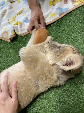 秋吉台自然動物公園 サファリランドに投稿された画像（2025/8/6）