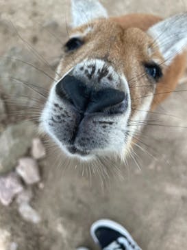 秋吉台自然動物公園 サファリランドに投稿された画像（2025/8/6）