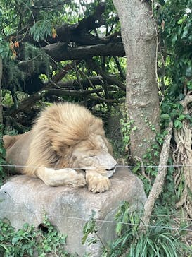 秋吉台自然動物公園 サファリランドに投稿された画像（2025/8/6）