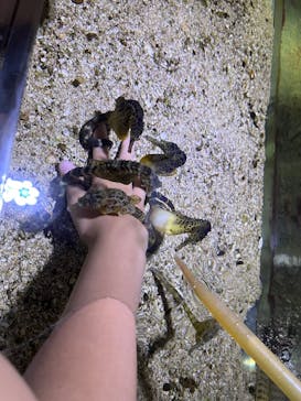 ゼロ距離水族館 伊勢シーパラダイスに投稿された画像（2025/8/6）