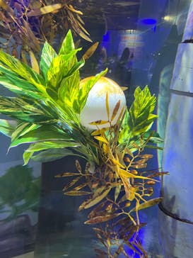 ゼロ距離水族館 伊勢シーパラダイスに投稿された画像（2025/8/6）