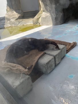 四国水族館に投稿された画像（2025/8/6）
