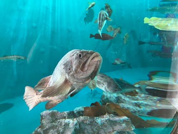 アクアワールド茨城県大洗水族館に投稿された画像（2025/8/6）