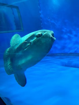 アクアワールド茨城県大洗水族館に投稿された画像（2025/8/6）