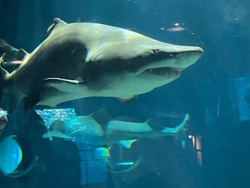 アクアワールド茨城県大洗水族館に投稿された画像（2025/8/6）