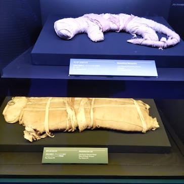 ACN ラムセス大王展 ファラオたちの黄金に投稿された画像（2025/8/6）