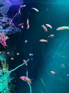 マリンワールド海の中道に投稿された画像（2025/8/6）