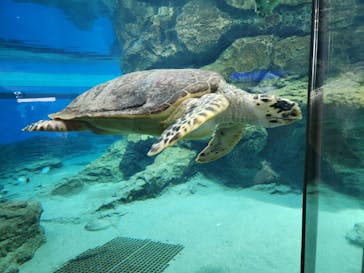 名古屋港水族館に投稿された画像（2025/8/7）