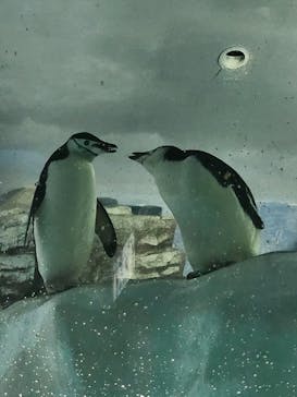 名古屋港水族館に投稿された画像（2025/8/7）