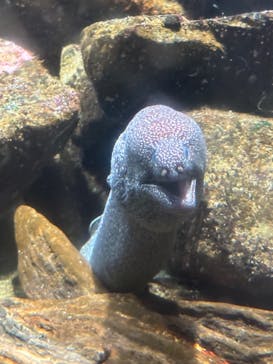 新江ノ島水族館に投稿された画像（2025/8/7）