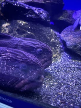 新江ノ島水族館に投稿された画像（2025/8/7）