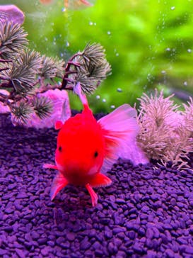 ジブリパークとジブリ展（新潟県立近代美術館）に投稿された画像（2025/8/7）