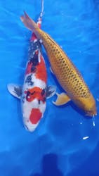 ジブリパークとジブリ展（新潟県立近代美術館）に投稿された画像（2025/8/7）