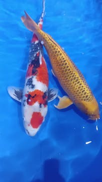 ジブリパークとジブリ展（新潟県立近代美術館）に投稿された画像（2025/8/7）