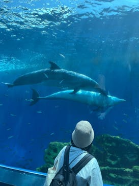 横浜・八景島シーパラダイスに投稿された画像（2025/8/7）