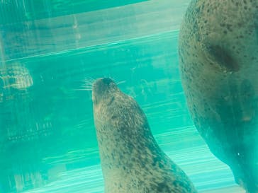 京都水族館に投稿された画像（2025/8/7）