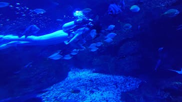 京都水族館に投稿された画像（2025/8/7）