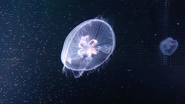 京都水族館に投稿された画像（2025/8/7）