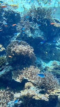沖縄美ら海水族館に投稿された画像（2025/8/7）