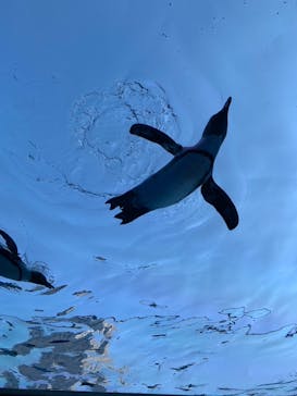 サンシャイン水族館に投稿された画像（2025/8/7）