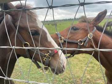 ノーザンホースパークに投稿された画像（2025/8/7）