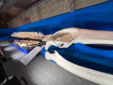 巨大恐竜展2025に投稿された画像（2025/8/7）