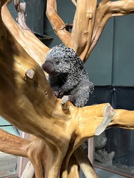 カワスイ 川崎⽔族館に投稿された画像（2025/8/7）