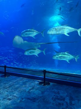 沖縄美ら海水族館に投稿された画像（2025/8/7）