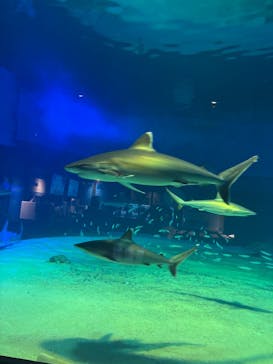 沖縄美ら海水族館に投稿された画像（2025/8/7）