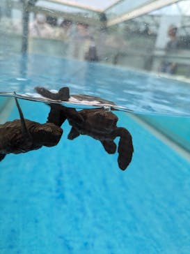 名古屋港水族館に投稿された画像（2025/8/7）