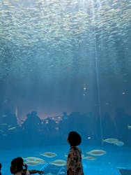 名古屋港水族館に投稿された画像（2025/8/7）